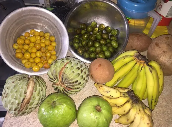 Fruits of El Salvador