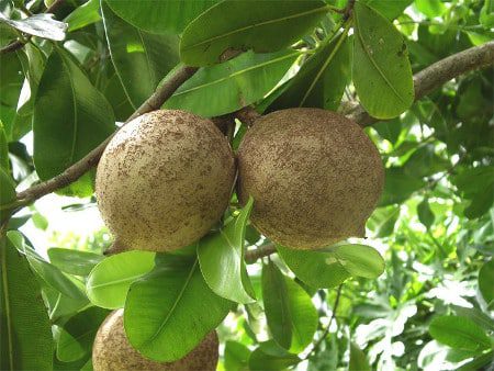 Salvadoran Mamey