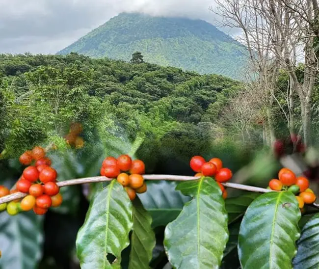 Coffee farms in El Salvador