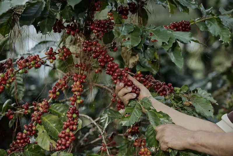 coffee plantation El Salvador