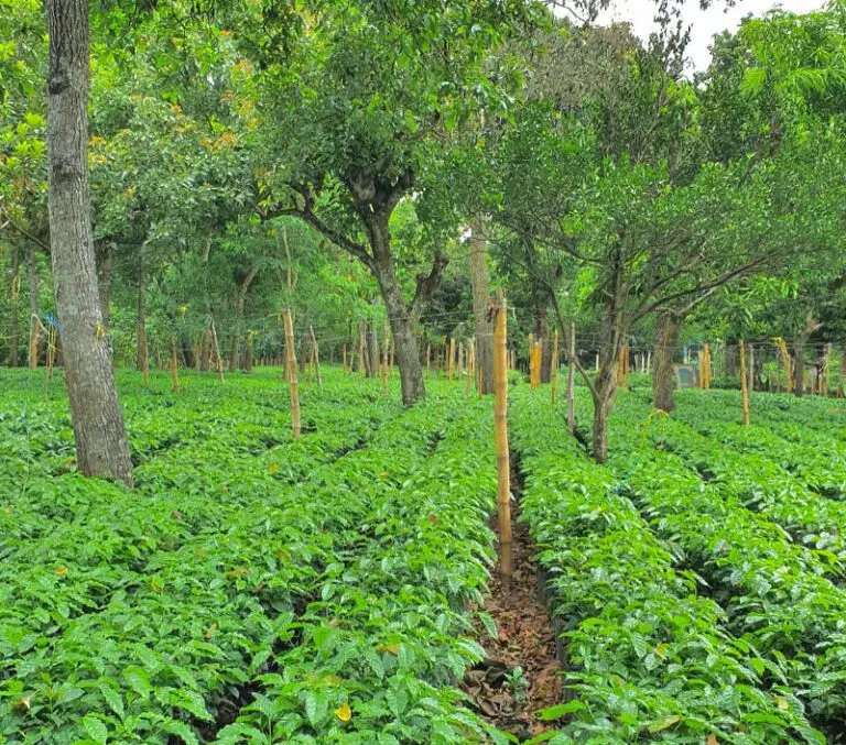 El Salvador Coffee: Discovering El Salvador's Unique Coffee Flavorful ...