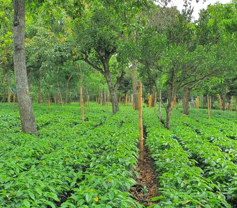 El Salvador coffee plantation