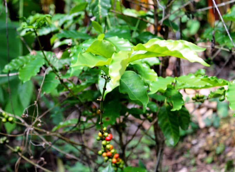 Salvadoran coffee