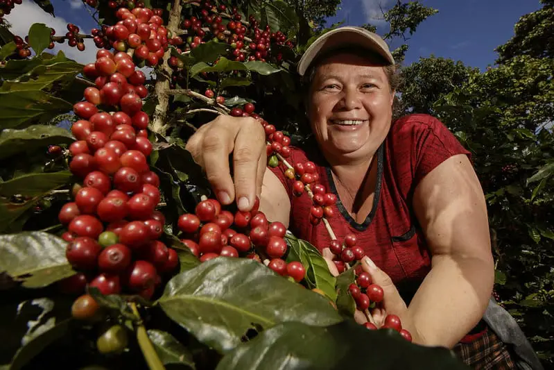 El Salvador Coffee