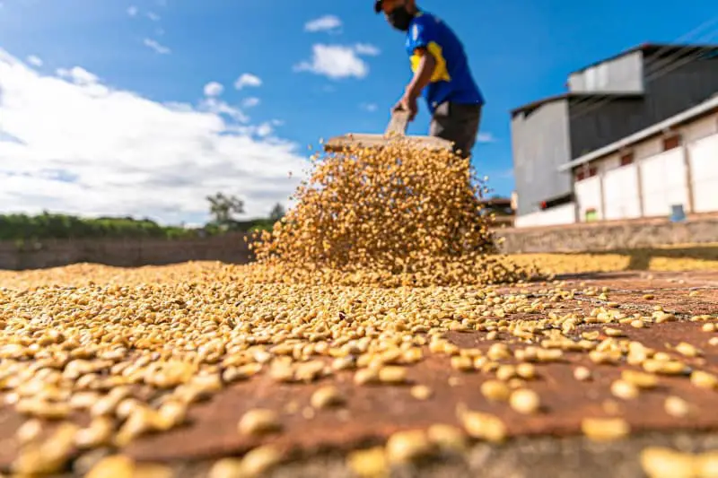 El Salvador Coffee