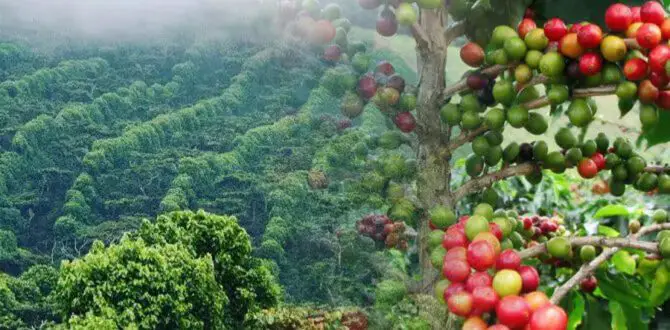 The Coffee Route in El Salvador