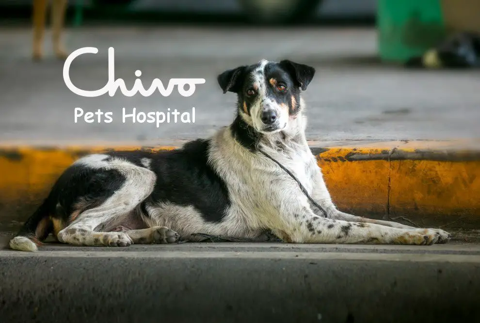Chivo Pets Hospital
