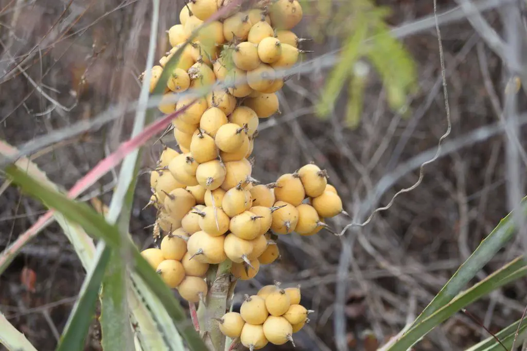 Piñuela Plant