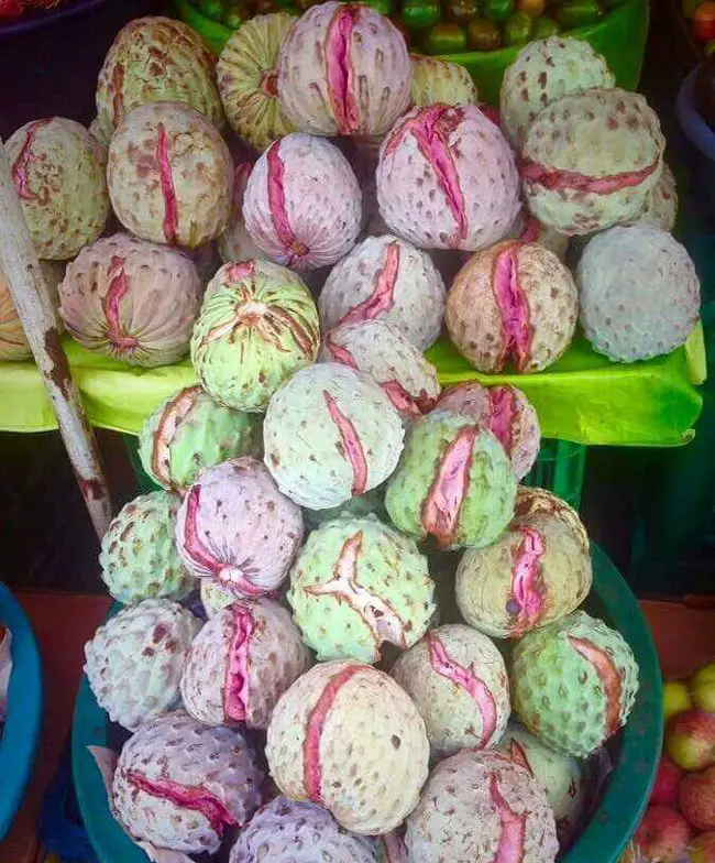 Anonas Salvadoran fruit