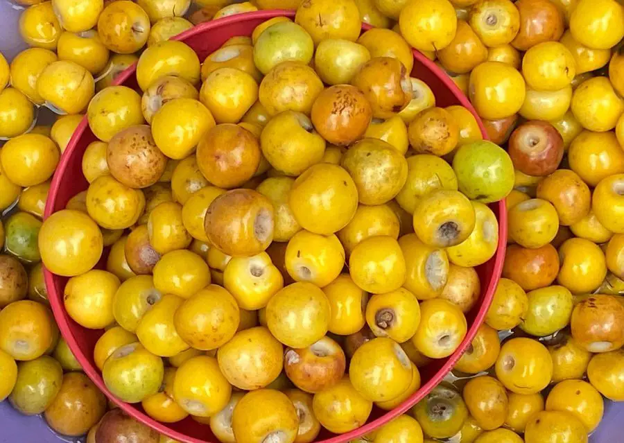 los Nances Salvadoran Fruit