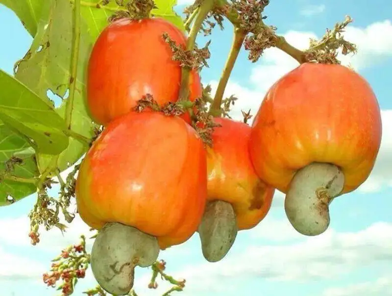 Fruits of El Salvador