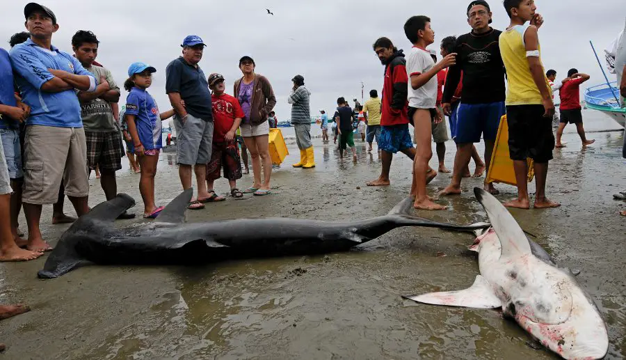 Shark Fin Trade Thriving in Latin America