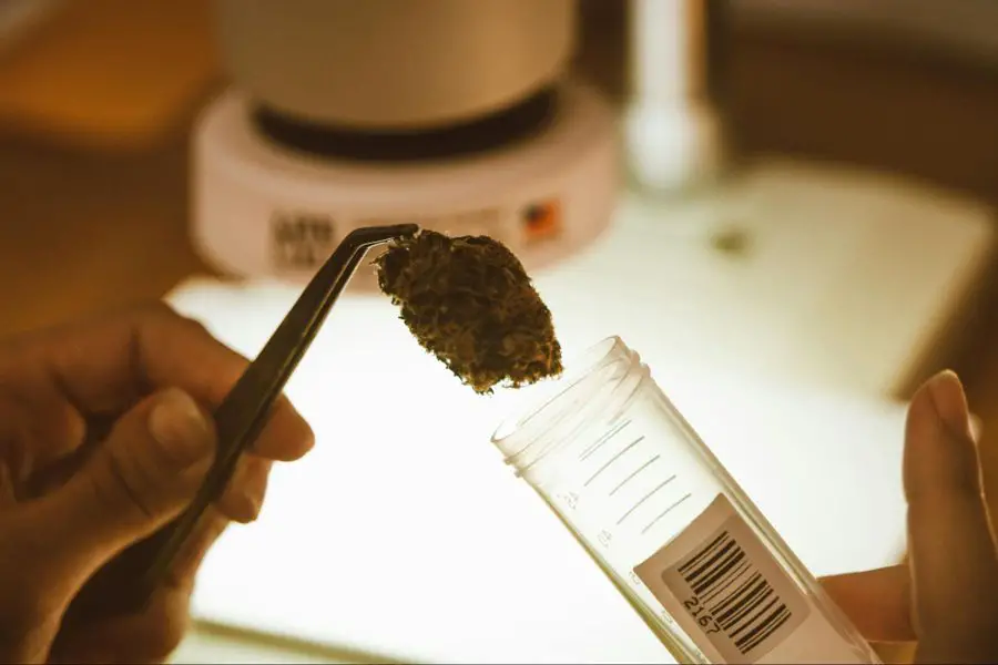 Why Terpene Profiles Matter