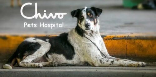 Chivo Pets Hospital