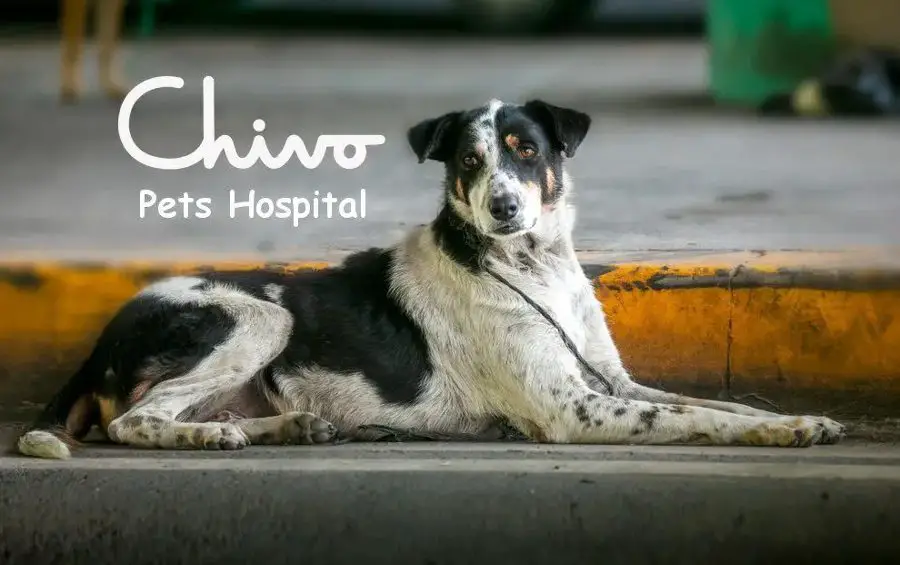 Chivo Pets Hospital