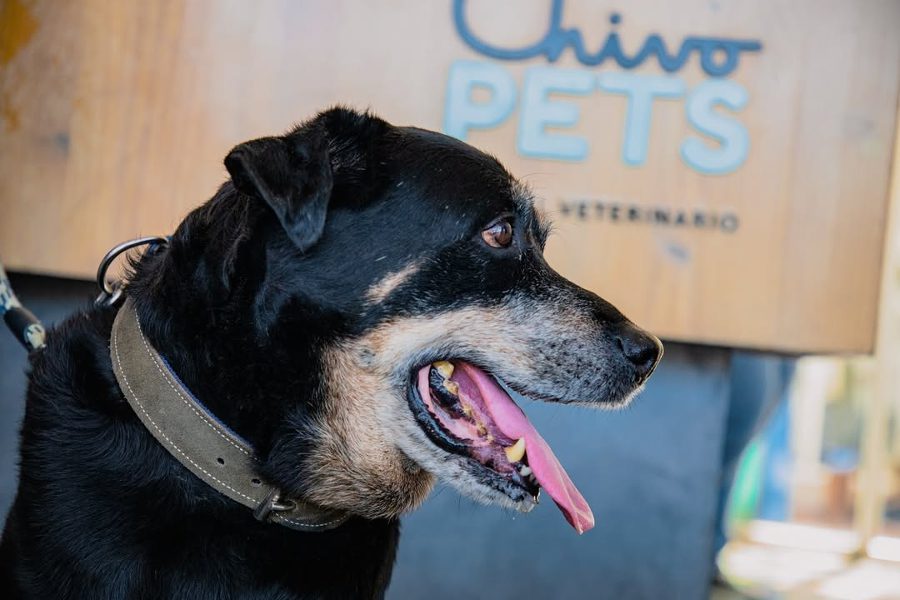 El Salvador Veterinarian Hospital