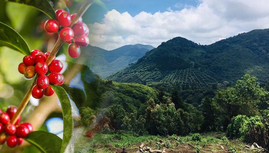 Coffee Route El Salvador