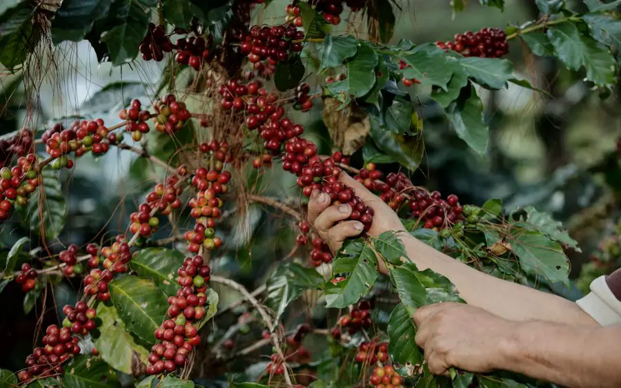 Coffee Tourist Route in El Salvador