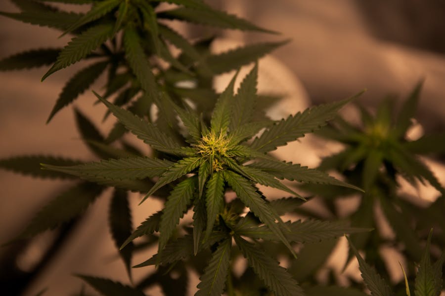 Northern Lights Cannabis