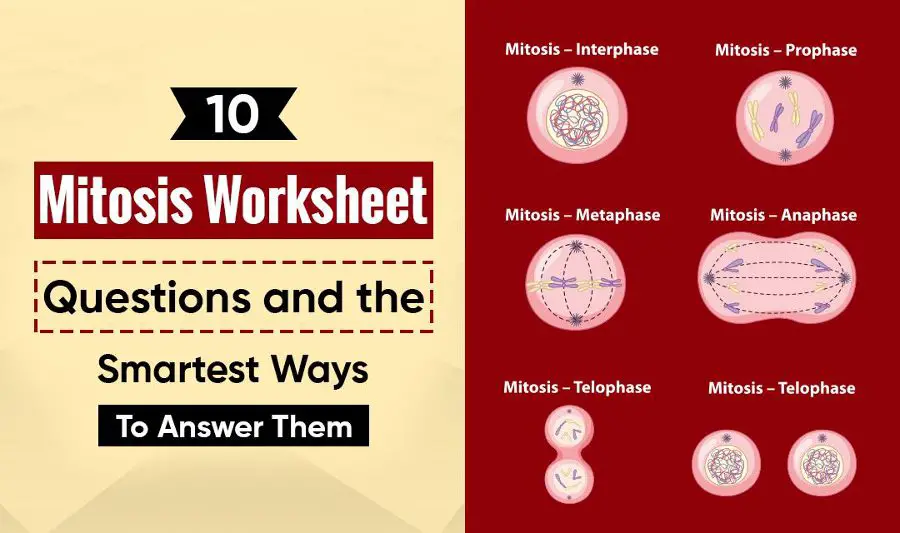 Mitosis Worksheet Questions
