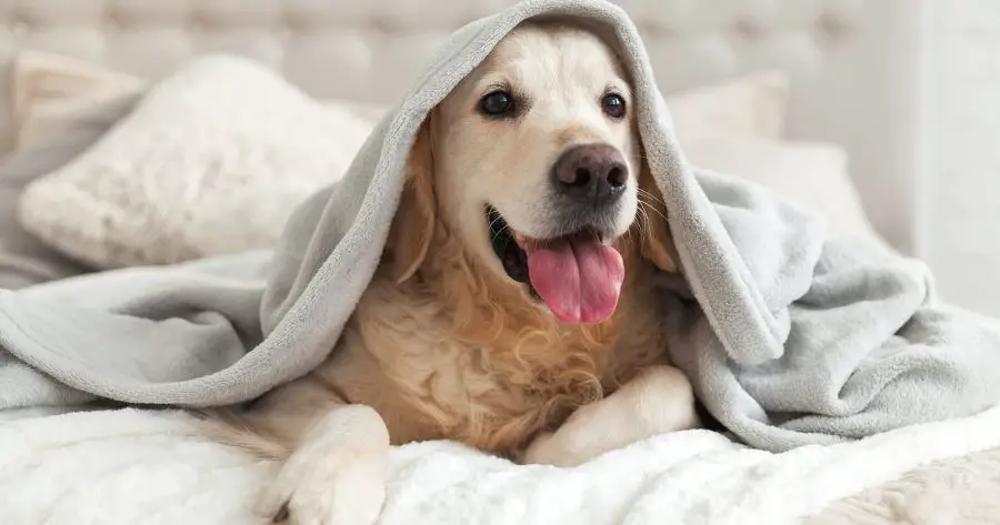 Pet-Friendly Homes