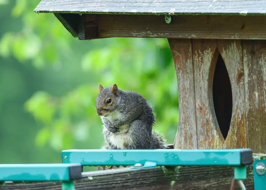 get rid of dead animals in Orange County
