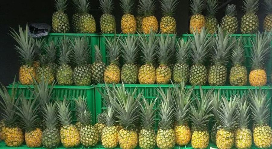 Pineapple Festival – Santa María Ostuma