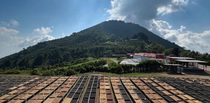 Coffee Farm in Berlin El Salvador