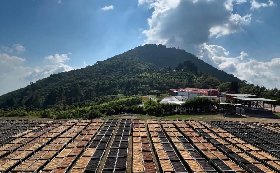 Salvadoran Coffee Farm