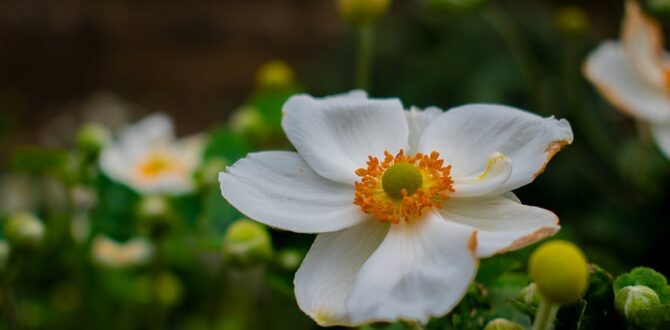 Anemones the Secret Star of Modern Floral Design