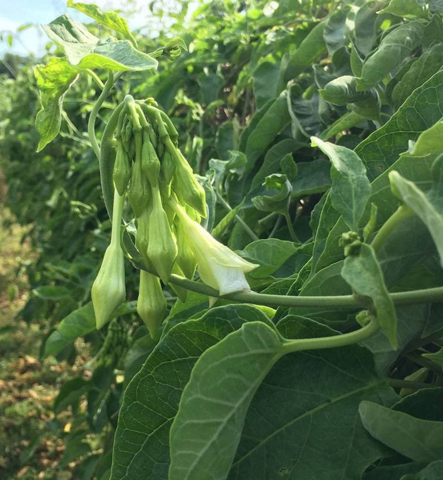Loroco Plant