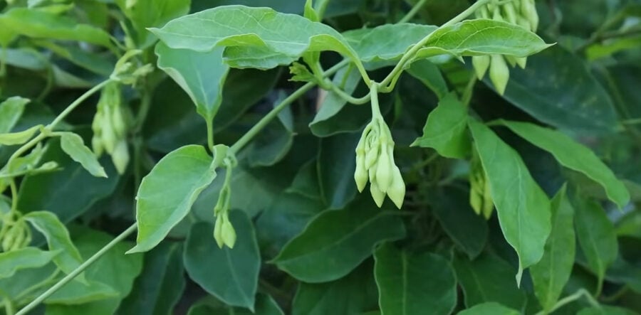 Salvadoran Loroco Flower