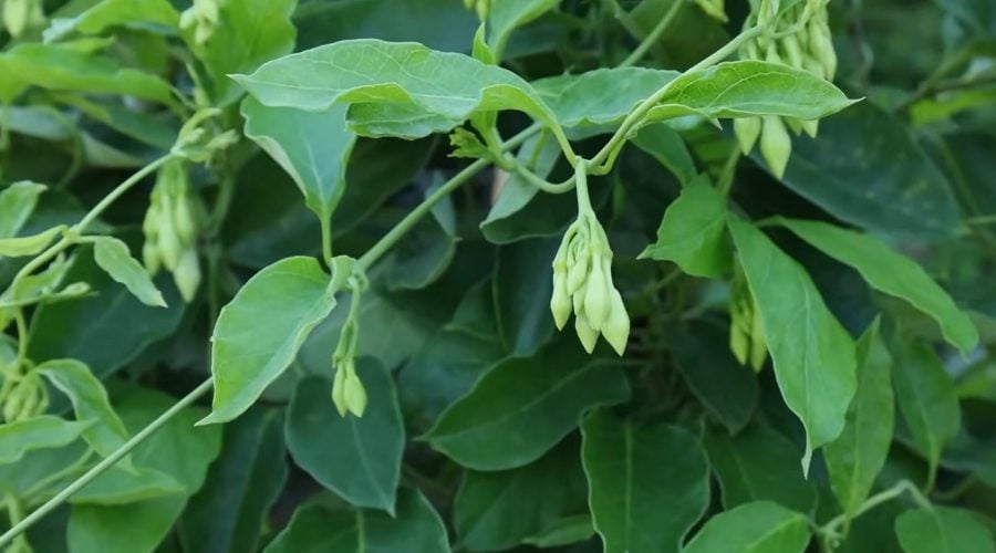 Salvadoran Loroco Flower