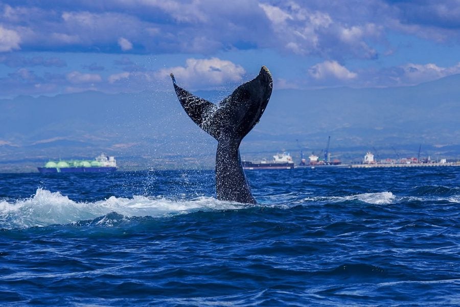 Whale-Watching in El Salvador