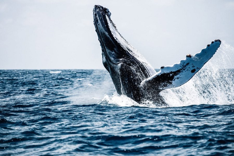 Whale-Watching at Los Cóbanos 