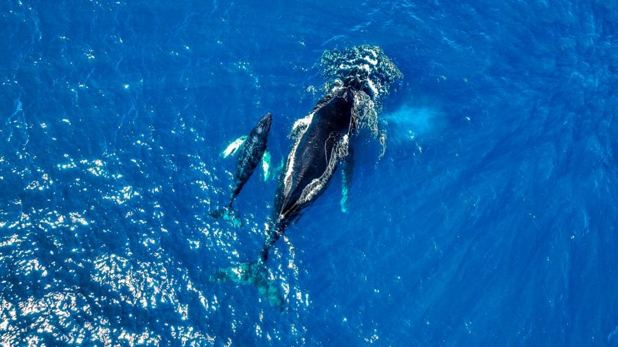 Humpback Whales in El Salvador