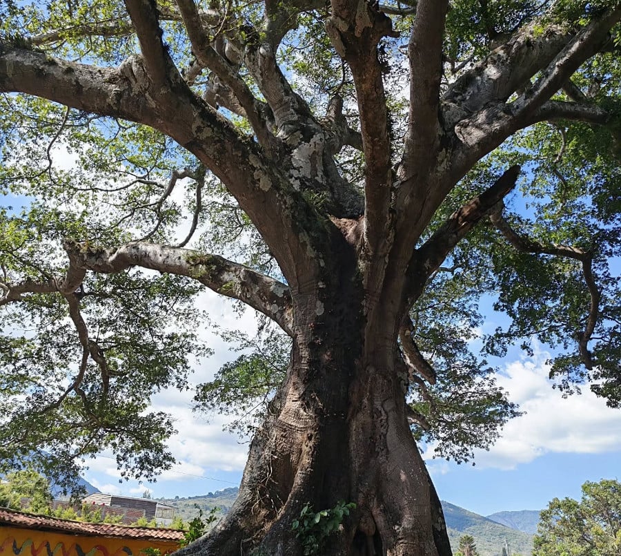 Ceiba Tree Ruta de Las Flores